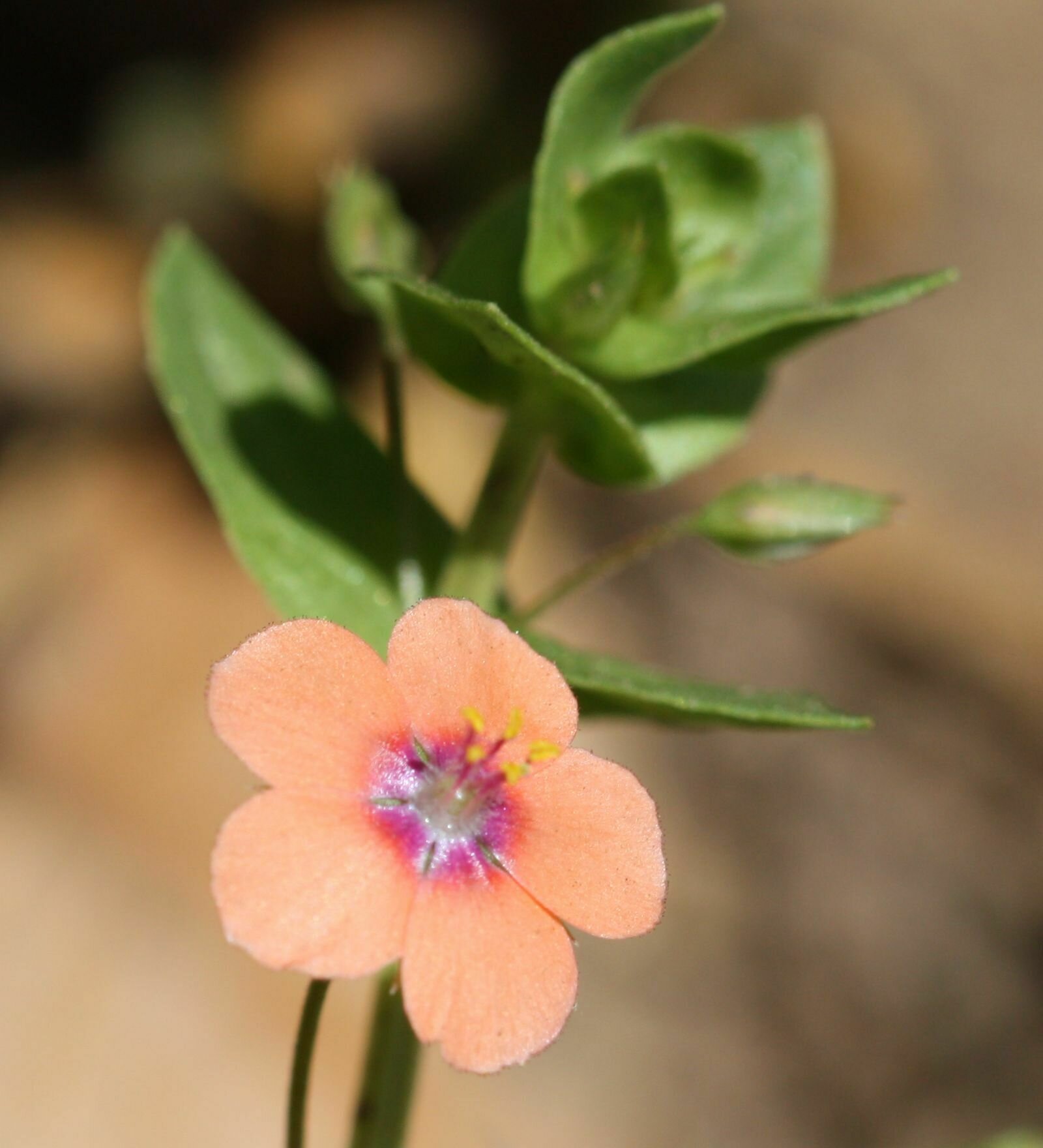 High Resolution Anagallis arvensis Flower